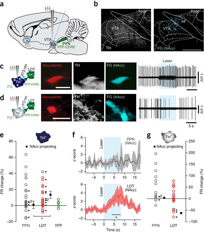 Segregated Cholinergic Transmission Modulates Dopamine Neurons Integrated In Distinct Functional Circuits Nature Neuroscience