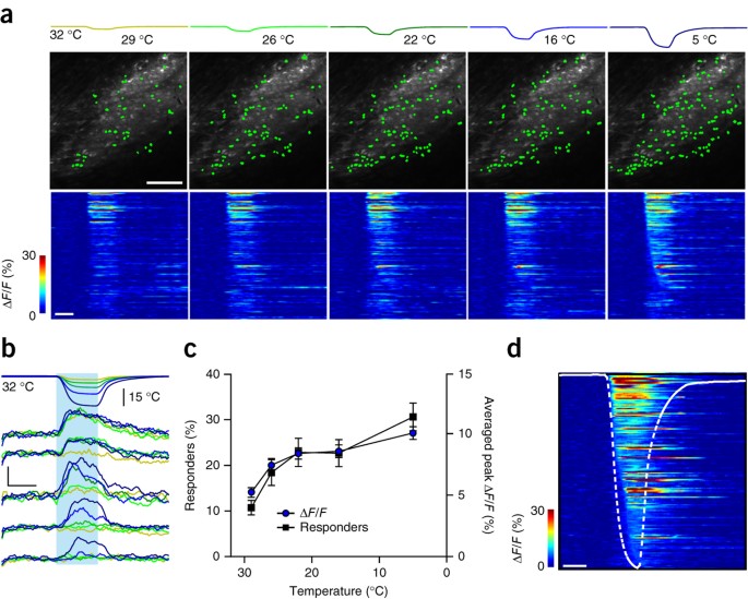 The Coding Of Cutaneous Temperature In The Spinal Cord Nature Neuroscience