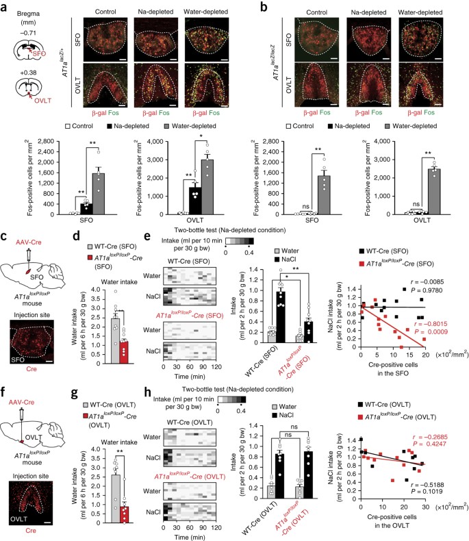 Distinct Neural Mechanisms For The Control Of Thirst And Salt Appetite In The Subfornical Organ Nature Neuroscience