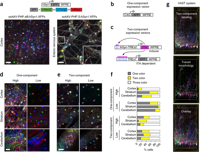 Engineered AAVs for efficient noninvasive gene delivery to central and peripheral nervous systems | Nature Neuroscience