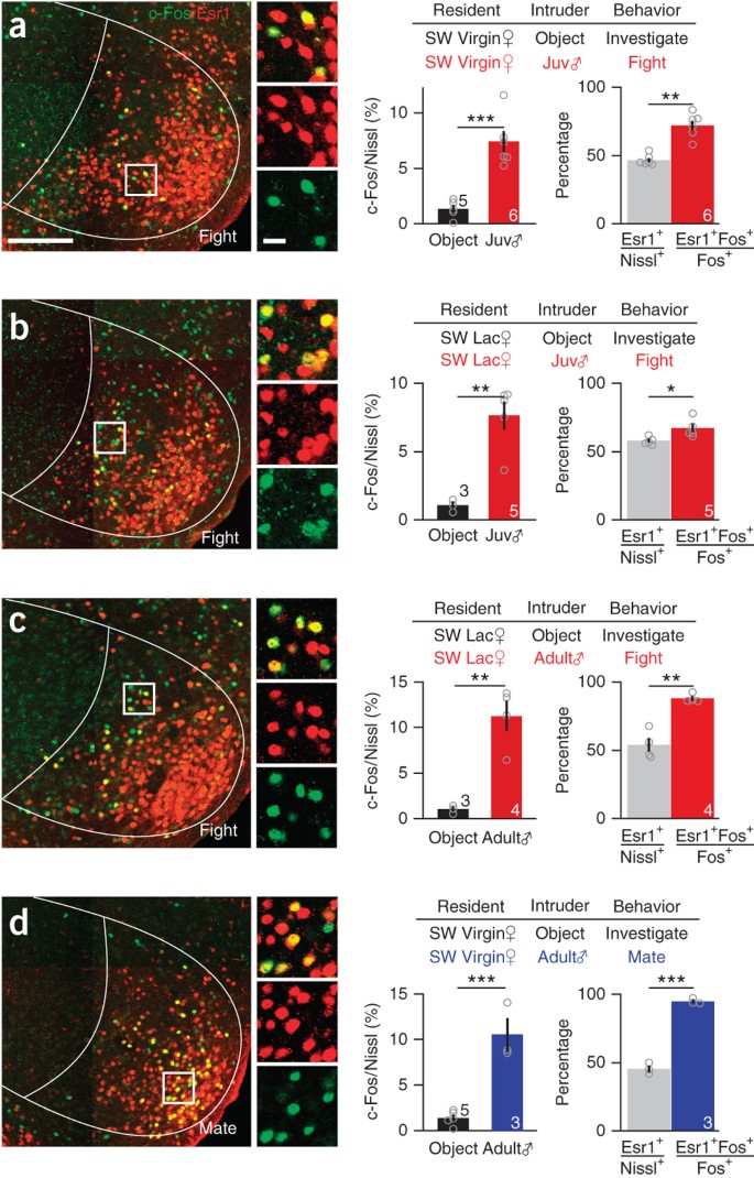 Esr1 Cells In The Ventromedial Hypothalamus Control Female Aggression Nature Neuroscience