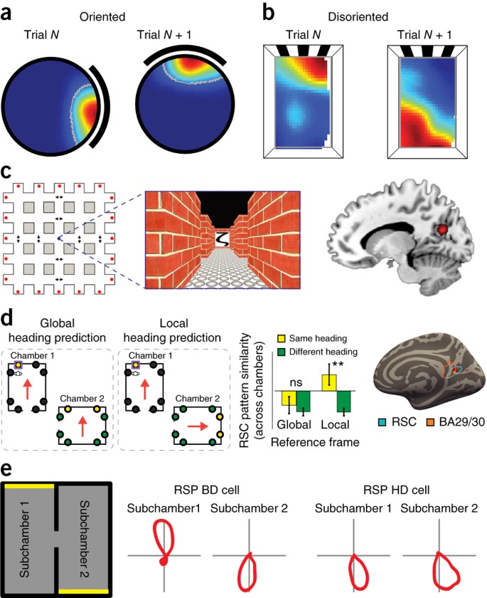 COGNITIVE MAPS IN RATS AND MEN