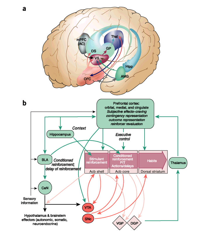 Neural systems of reinforcement for drug addiction: from actions to habits  to compulsion | Nature Neuroscience