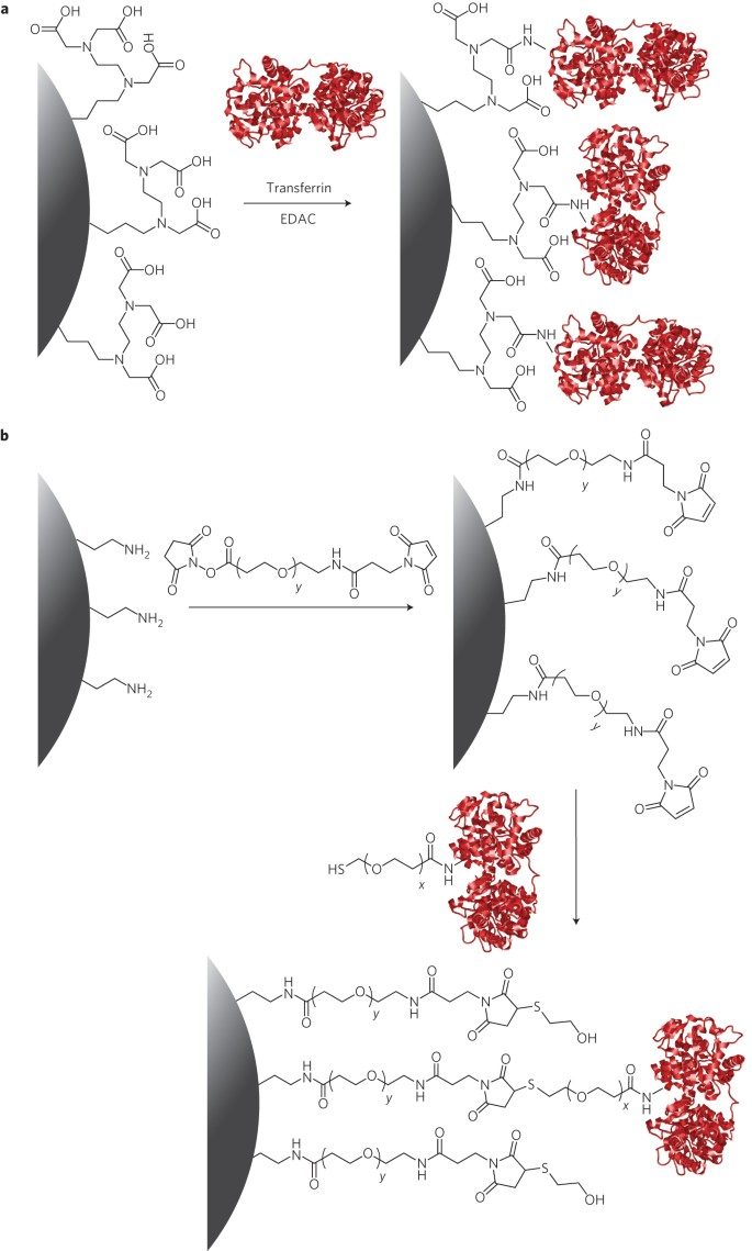 Transferrin Functionalized Nanoparticles Lose Their Targeting Capabilities When A Biomolecule Corona Adsorbs On The Surface Nature Nanotechnology