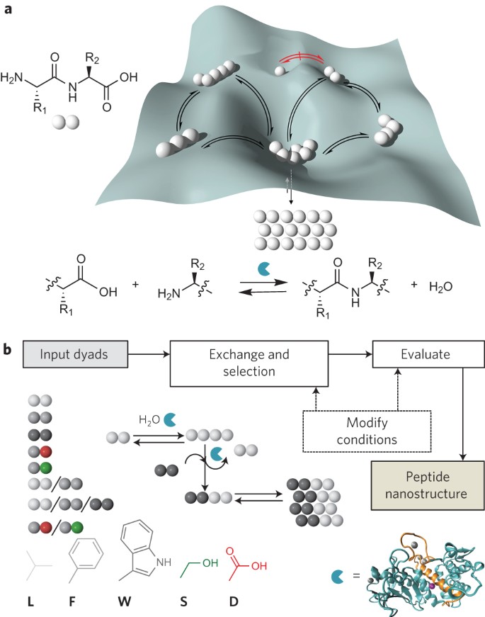 Dynamic Peptide Libraries For The Discovery Of Supramolecular Nanomaterials Nature Nanotechnology