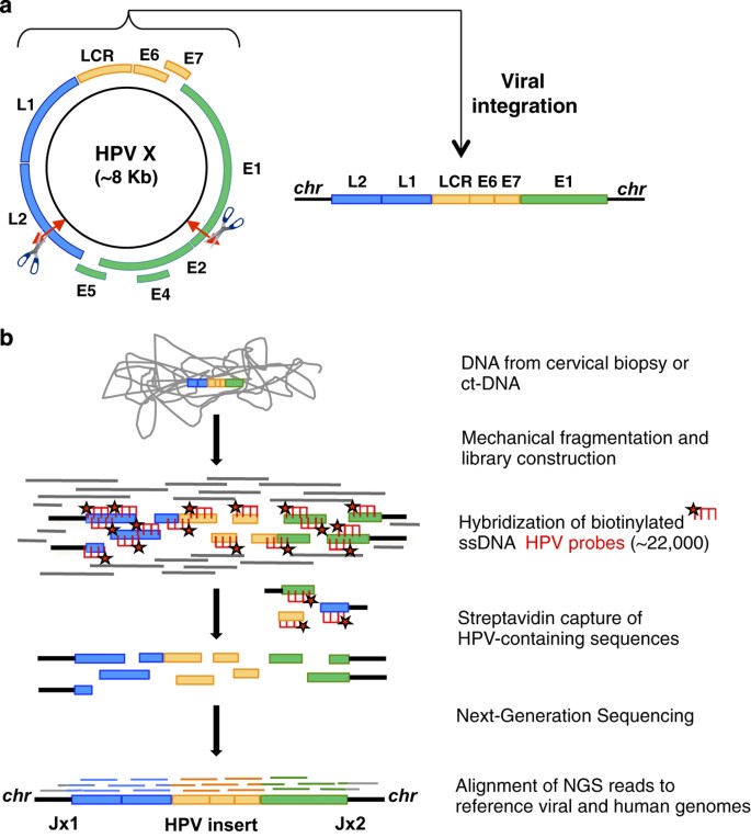 Hpv virus genome, Hpv viral genome
