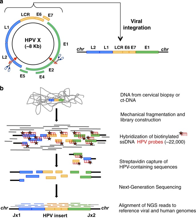 Human papillomavirus genome size, Noi tratamente sistemice în infecţia cu HPV