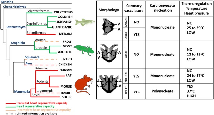 Evolution, comparative biology and ontogeny of vertebrate heart  regeneration | npj Regenerative Medicine