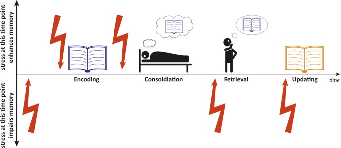 Learning and memory under stress: implications for the classroom | npj  Science of Learning