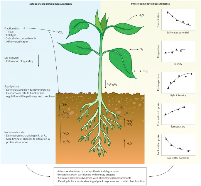 Protein turnover in plant biology | Nature Plants