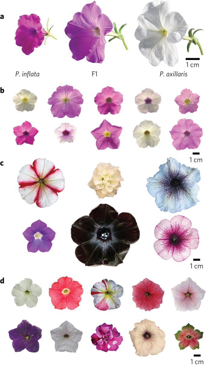 Insight Into The Evolution Of The Solanaceae From The Parental Genomes Of Petunia Hybrida Nature Plants