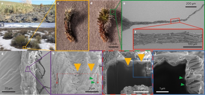 The upside-down water collection system of Syntrichia caninervis | Nature  Plants