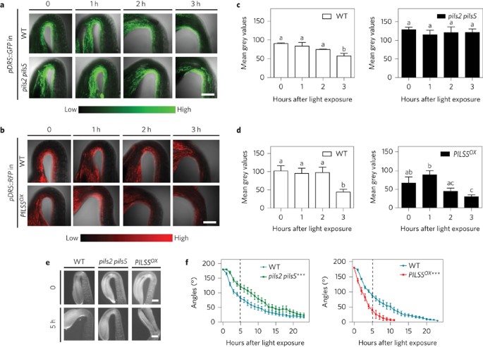 Light Triggers Pils Dependent Reduction In Nuclear Auxin Signalling For Growth Transition Nature Plants