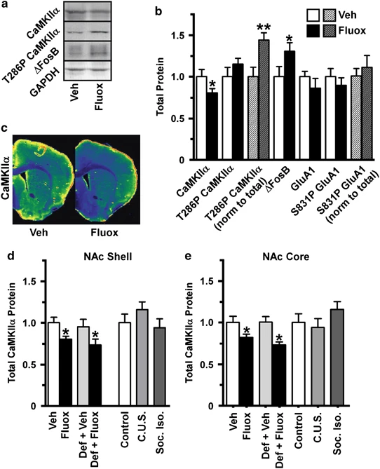 Fluoxetine Epigenetically Alters the CaMKIIα Promoter in Nucleus Accumbens to Regulate ΔFosB Binding and Antidepressant Effects
