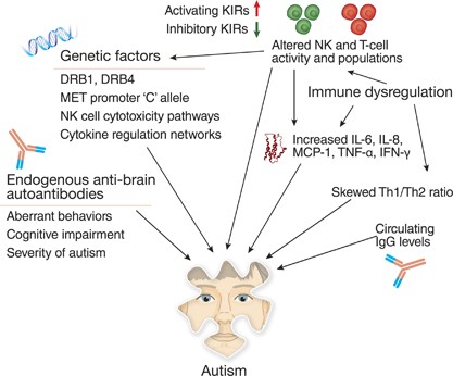 The Role of the Immune System in Autism Spectrum Disorder | Neuropsychopharmacology