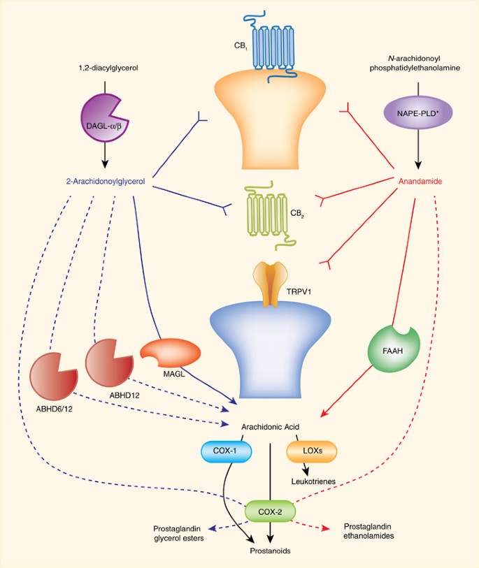 What is Anandamide and how does it work?