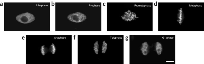 Cell cycle synchronization of tobacco BY-2 cells