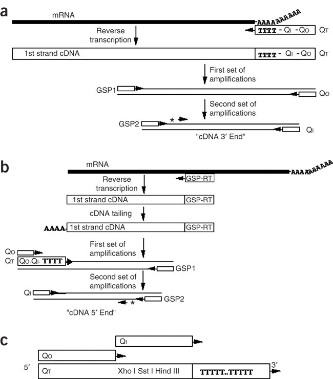 5′ end cDNA amplification using classic RACE | Nature Protocols 5′ end cDNA amplification using classic RACE | Nature Protocols