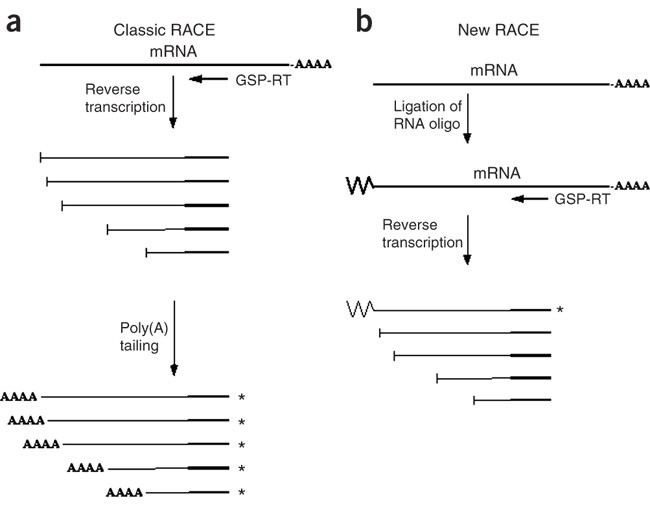 5′ end cDNA amplification using classic RACE | Nature Protocols