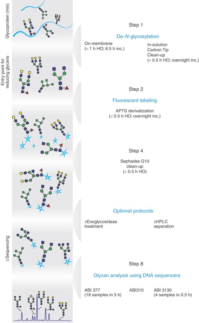 Glycome Mapping On Dna Sequencing Equipment Nature Protocols
