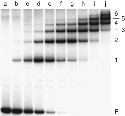 EMSA and reverse EMSA for UV-DDB. (a) EMSA. Crude protein extracts from