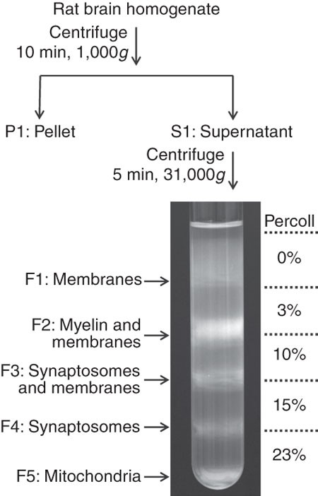 A Rapid Percoll Gradient Procedure For Preparation Of Synaptosomes Nature Protocols
