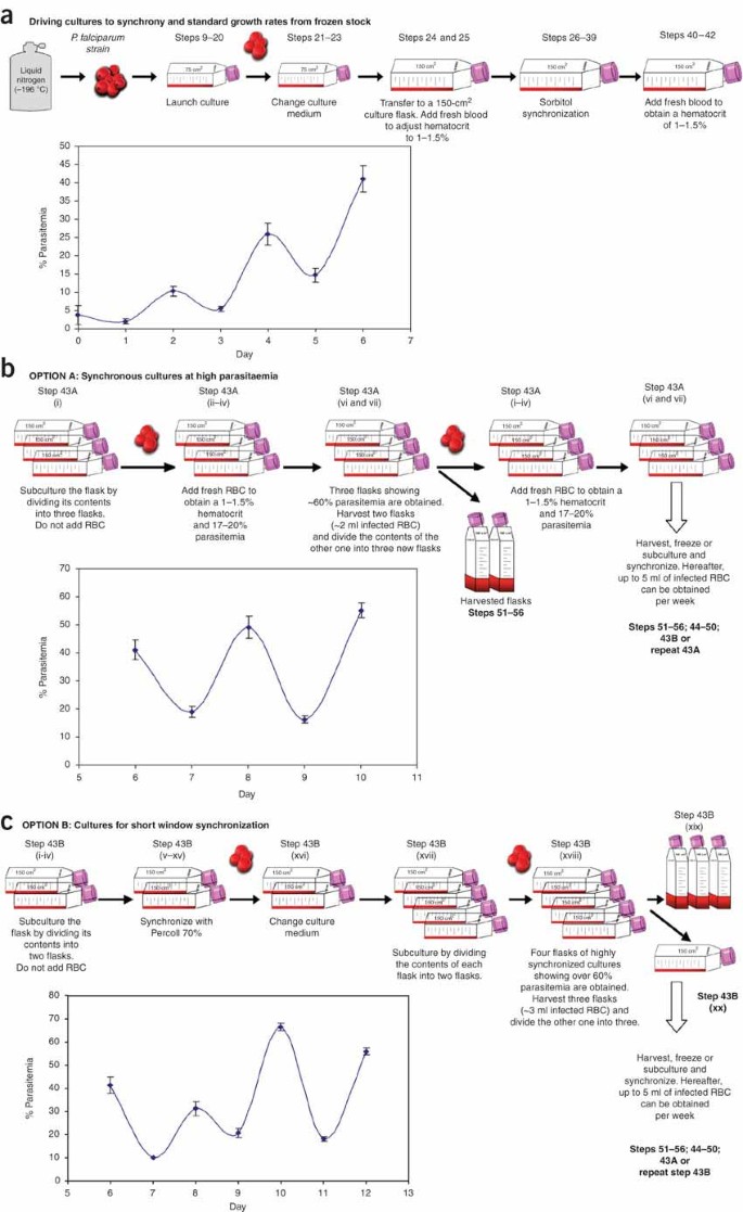 Synchronous Culture Of Plasmodium Falciparum At High Parasitemia Levels Nature Protocols