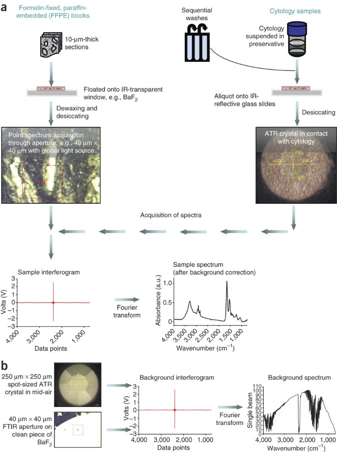 Distinguishing Cell Types Or Populations Based On The Computational Analysis Of Their Infrared Spectra Nature Protocols