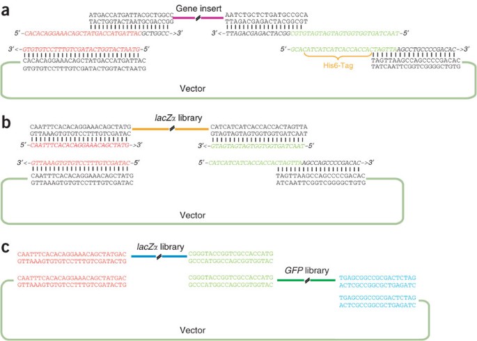 circular polymerase extension cloning