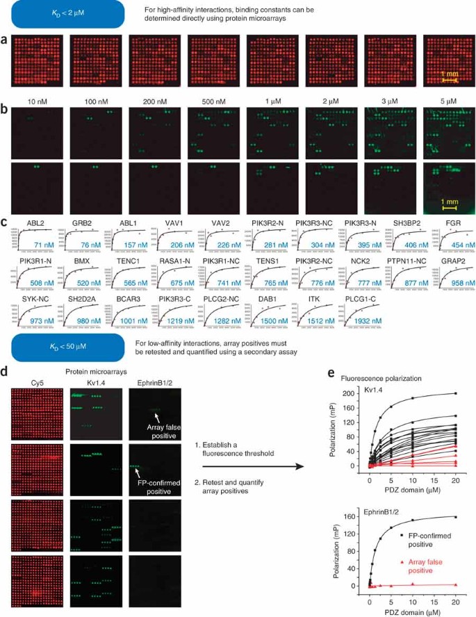 Quantifying protein–protein interactions in high throughput using 