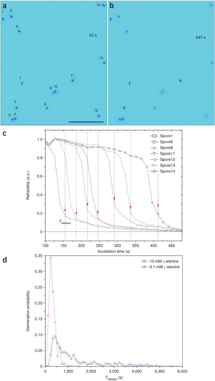 Characterization of bacterial spore germination using phase-contrast and  fluorescence microscopy, Raman spectroscopy and optical tweezers | Nature  Protocols