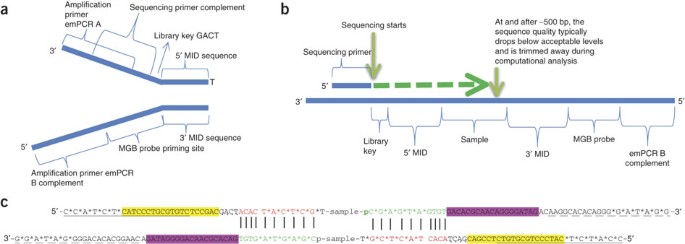 Titration-free 454 sequencing using Y adapters | Nature Protocols
