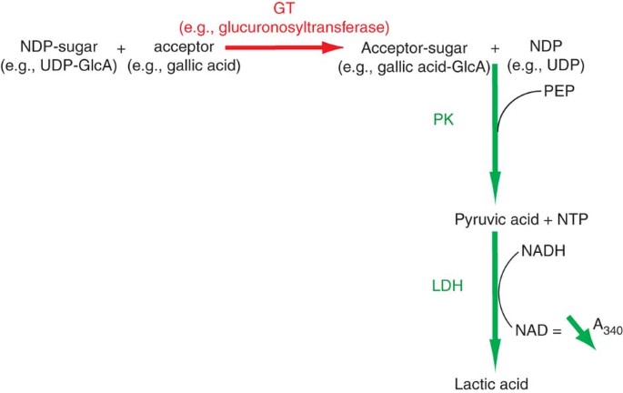 Radiometric And Spectrophotometric In Vitro Assays Of Glycosyltransferases Involved In Plant Cell Wall Carbohydrate Biosynthesis Nature Protocols