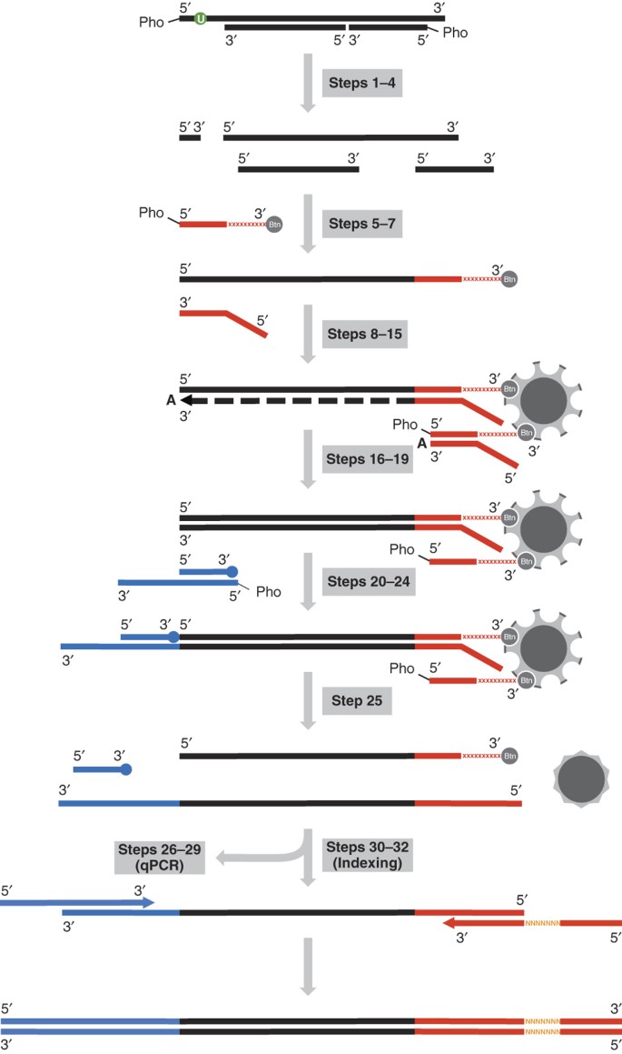 Single Stranded Dna Library Preparation For The Sequencing Of Ancient Or Damaged Dna Nature Protocols Single Stranded Dna Library Preparation For The Sequencing Of Ancient Or Damaged Dna Nature Protocols