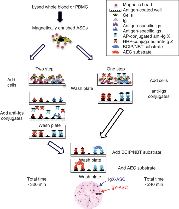 Enzyme Linked Immunospot Assays For Direct Ex Vivo Measurement Of Vaccine Induced Human Humoral Immune Responses In Blood Nature Protocols