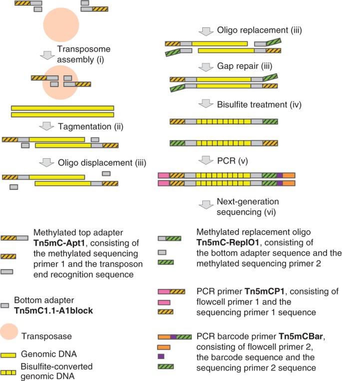 Tagmentation Based Whole Genome Bisulfite Sequencing Nature Protocols Tagmentation Based Whole Genome Bisulfite Sequencing Nature Protocols