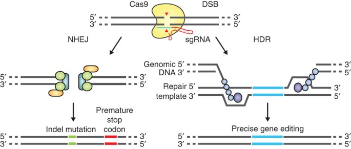 leder midnat forvirring Genome engineering using the CRISPR-Cas9 system | Nature Protocols