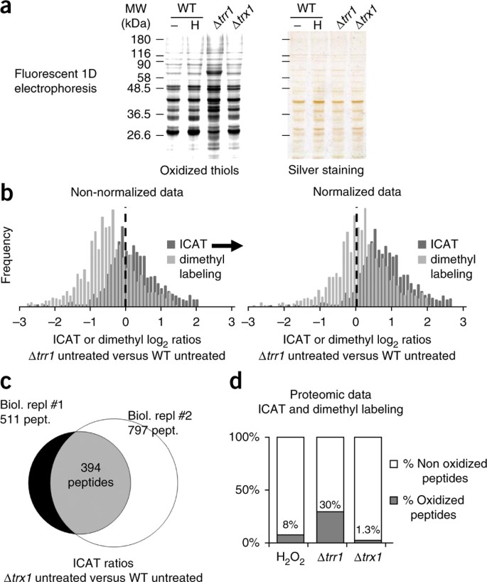 Monitoring In Vivo Reversible Cysteine Oxidation In Proteins Using Icat And Mass Spectrometry Nature Protocols
