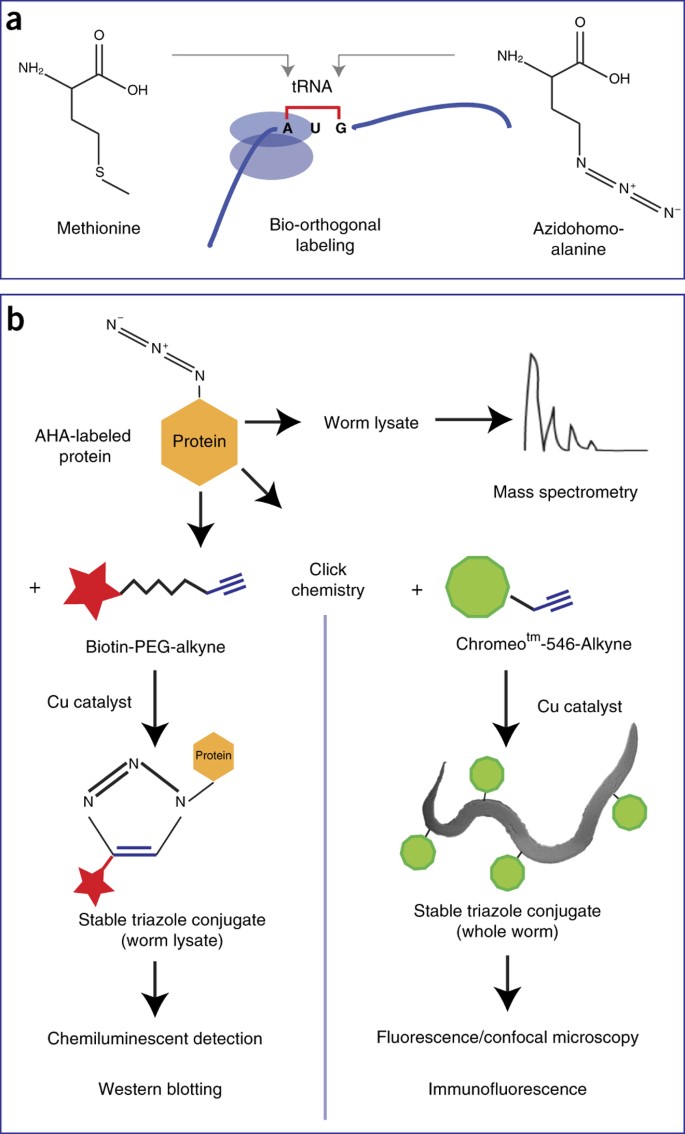 Bio Orthogonal Labeling As A Tool To Visualize And Identify Newly Synthesized Proteins In Caenorhabditis Elegans Nature Protocols