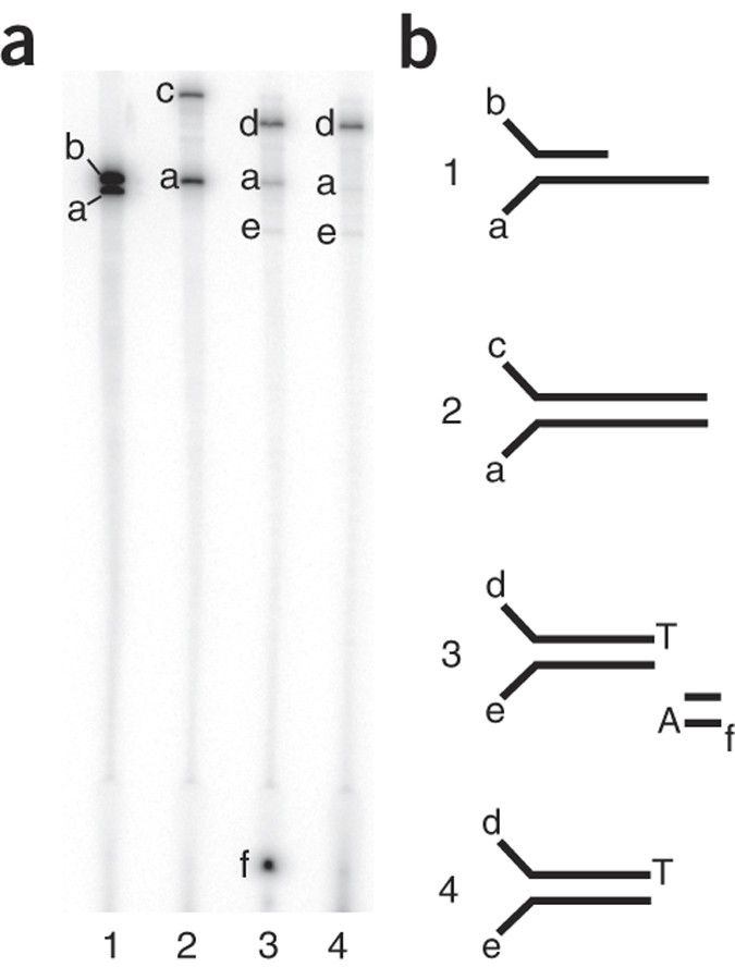 Detecting Ultralow Frequency Mutations By Duplex Sequencing Nature Protocols