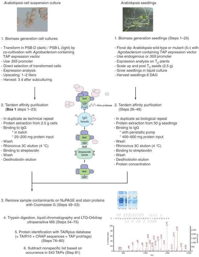 An Improved Toolbox To Unravel The Plant Cellular Machinery By Tandem Affinity Purification Of Arabidopsis Protein Complexes Nature Protocols
