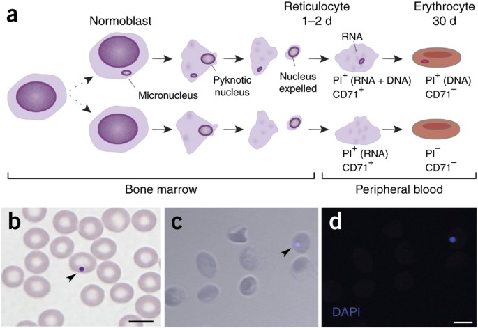 A High Throughput In Vivo Micronucleus Assay For Genome Instability Screening In Mice Nature Protocols