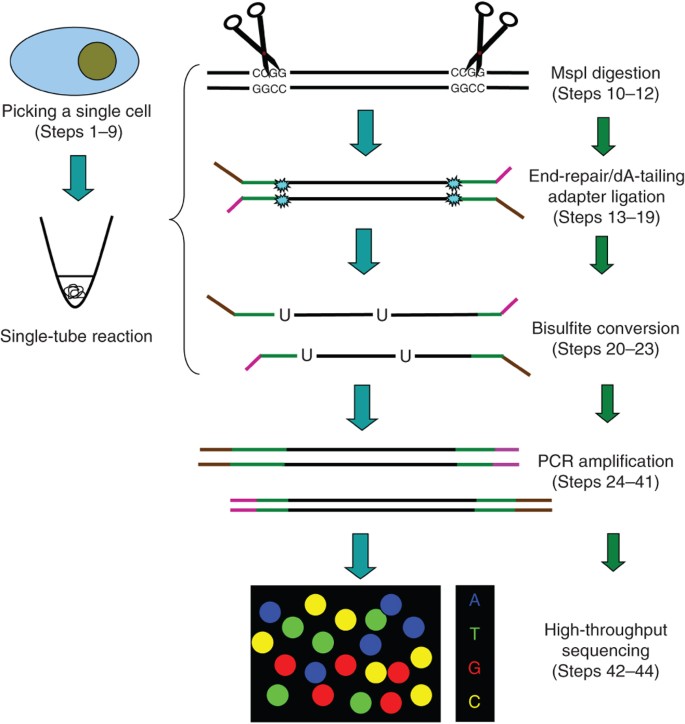 Profiling Dna Methylome Landscapes Of Mammalian Cells With Single Cell Reduced Representation Bisulfite Sequencing Nature Protocols Profiling Dna Methylome Landscapes Of Mammalian Cells With Single Cell Reduced Representation Bisulfite Sequencing Nature Protocols