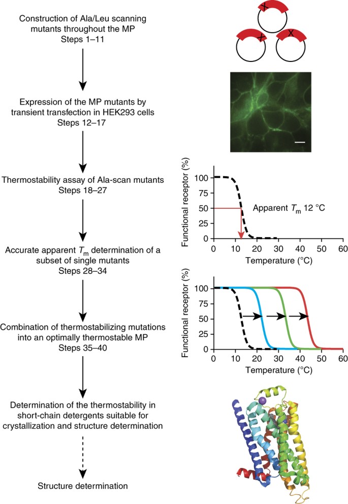 A Mutagenesis And Screening Strategy To Generate Optimally Thermostabilized Membrane Proteins For Structural Studies Nature Protocols