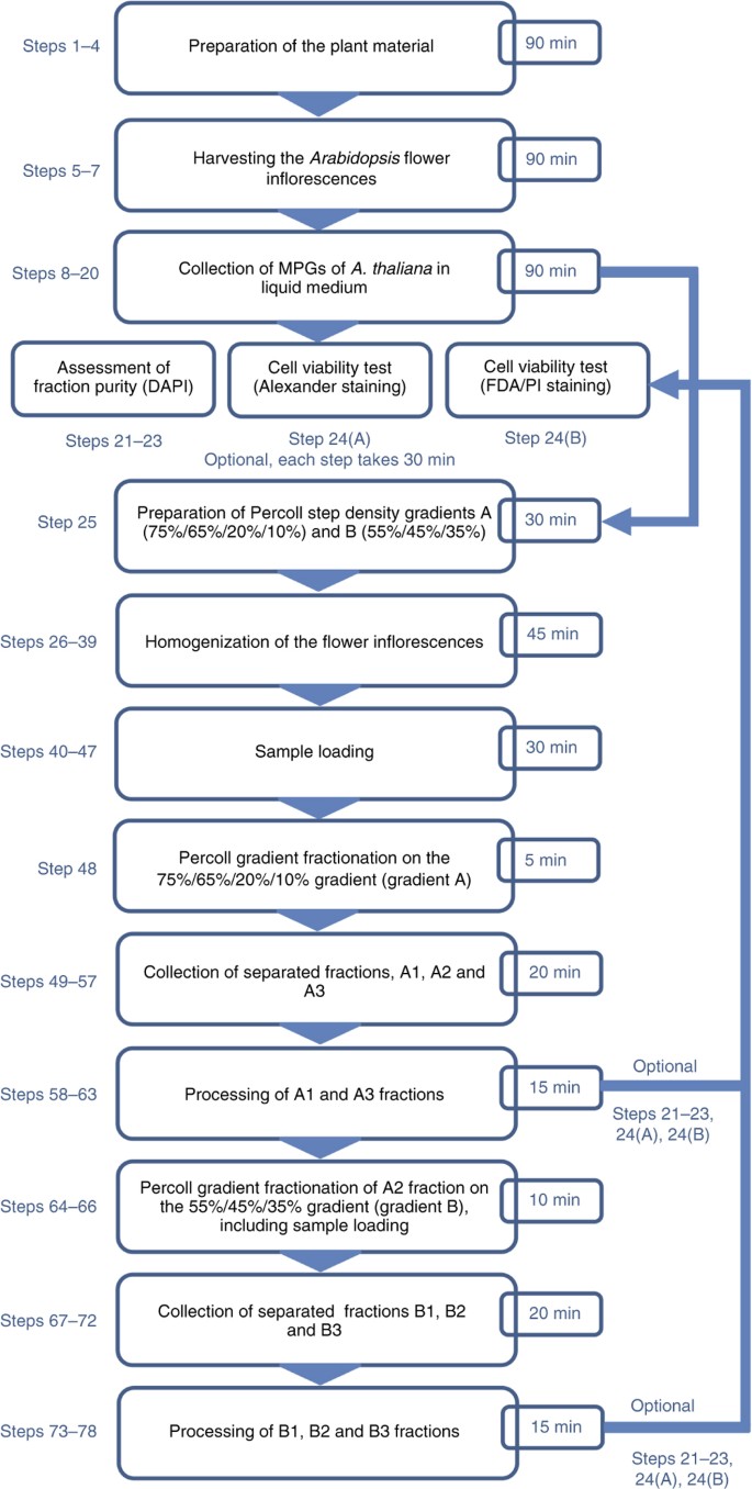 Rapid Separation Of Arabidopsis Male Gametophyte Developmental Stages Using A Percoll Gradient Nature Protocols