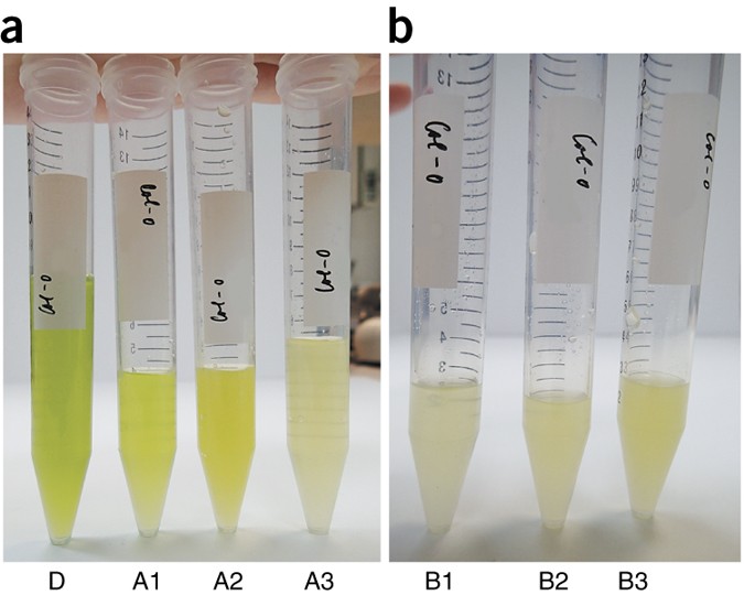Rapid Separation Of Arabidopsis Male Gametophyte Developmental Stages Using A Percoll Gradient Nature Protocols