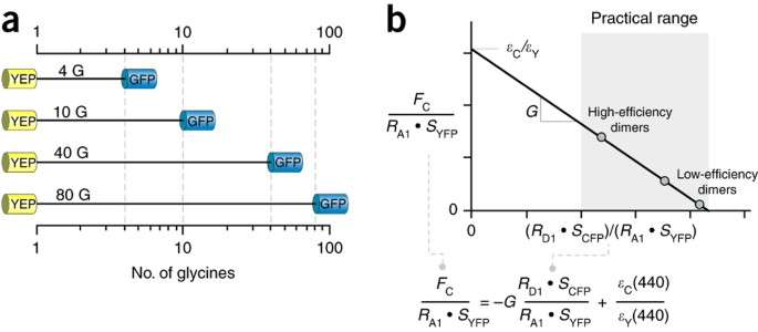 Quantifying Macromolecular Interactions In Living Cells Using Fret Two Hybrid Assays Nature Protocols