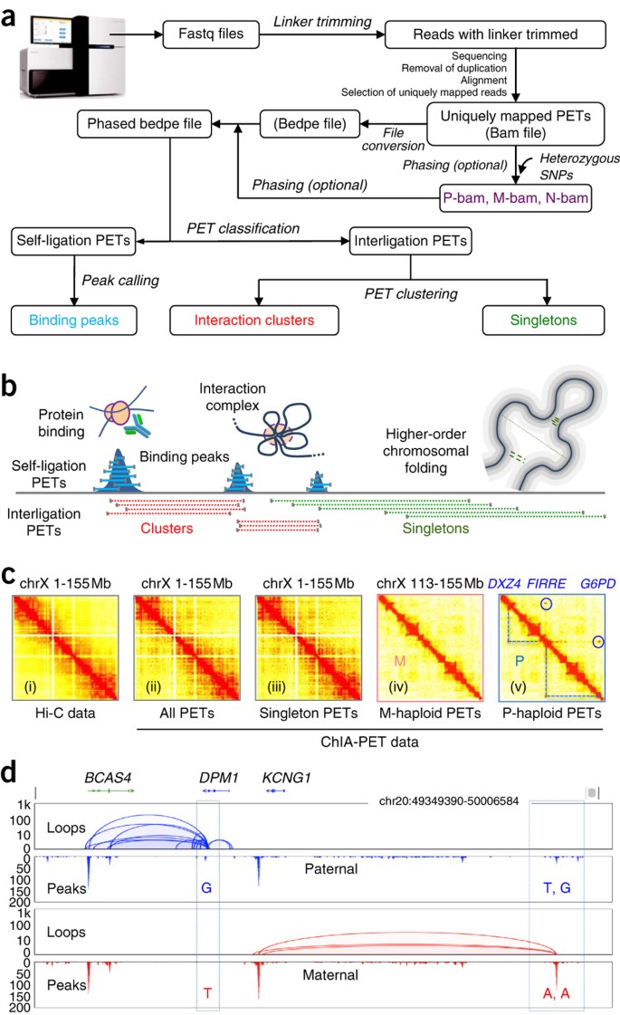 Long-read ChIA-PET for base-pair-resolution mapping of haplotype-specific  chromatin interactions | Nature Protocols
