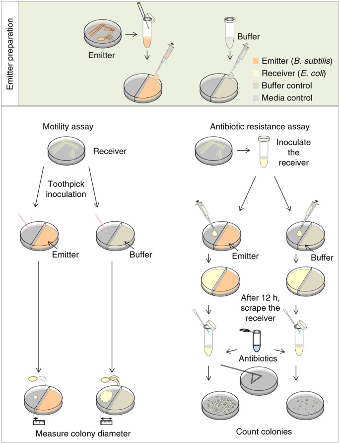 Biological And Chemical Strategies For Exploring Inter And Intra Kingdom Communication Mediated Via Bacterial Volatile Signals Nature Protocols