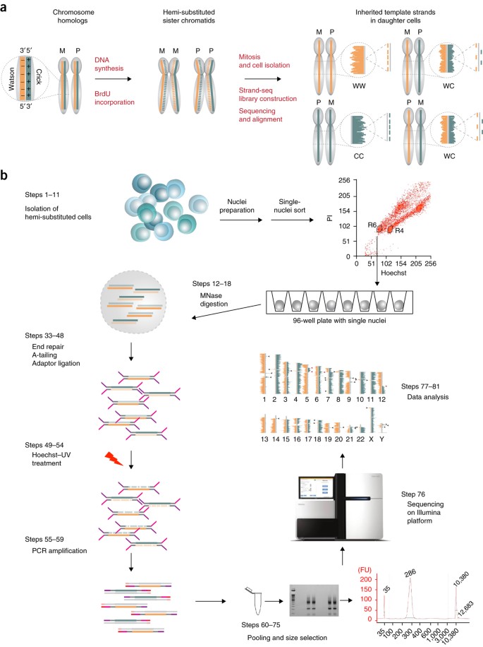 Single Cell Template Strand Sequencing By Strand Seq Enables The Characterization Of Individual Homologs Nature Protocols